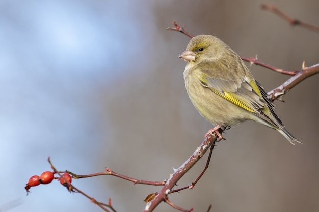 Selectieve focusopname van een exotische zwarte en gele vogel die op een boomtak zit