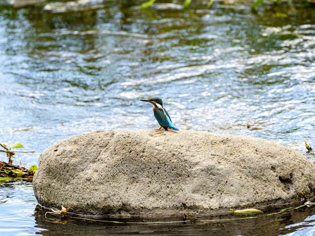 Selectieve focusopname van een gewone ijsvogel die op de steen zit