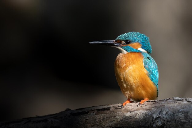 Selectieve focusopname van een gewone ijsvogel die op een dikke tak zit