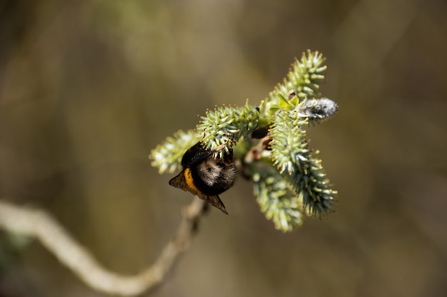 Selectieve focusopname van een hommel op een boomtak