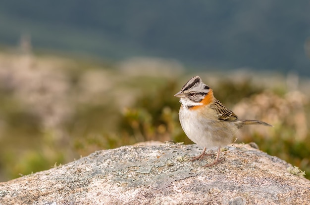 Gratis foto selectieve focusopname van een mus die op de steen staat - perfect voor achtergrond