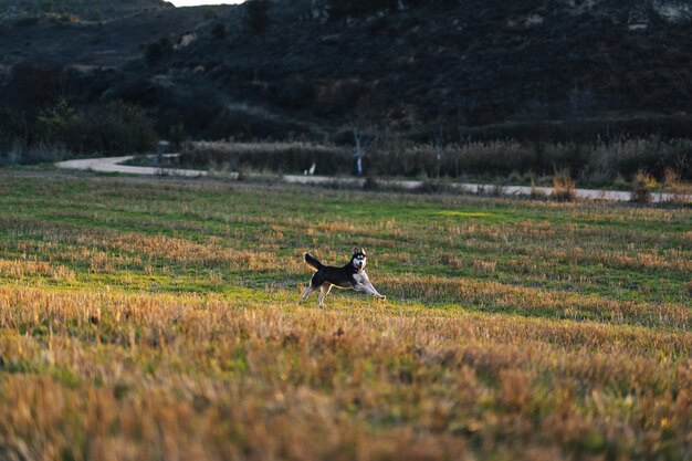 Selectieve focusopname van een prachtige Siberische Husky in het veld