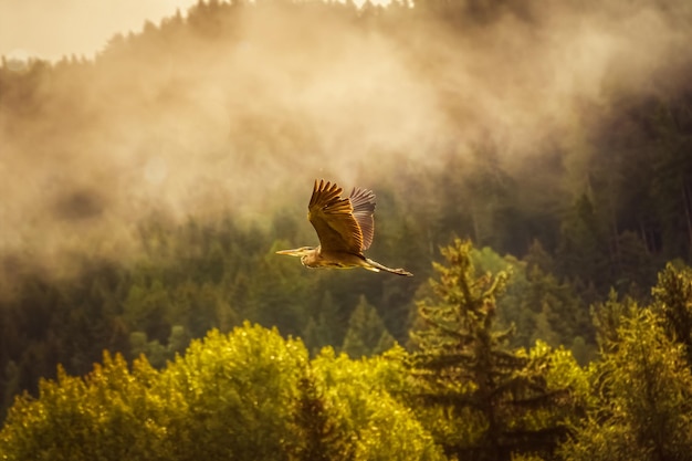 Selectieve focusopname van een prachtige vogel die hoog over een bos vliegt
