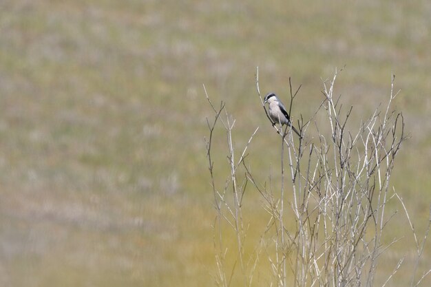 Selectieve focusopname van een prachtige vogel die op de dunne takken van een boom zit