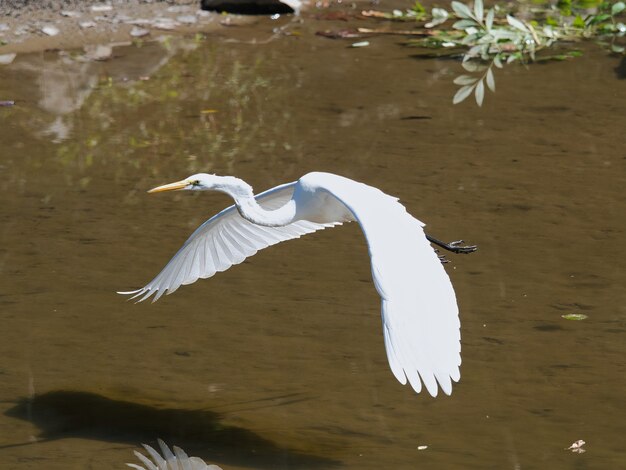 Selectieve focusopname van een reiger die over het water vliegt