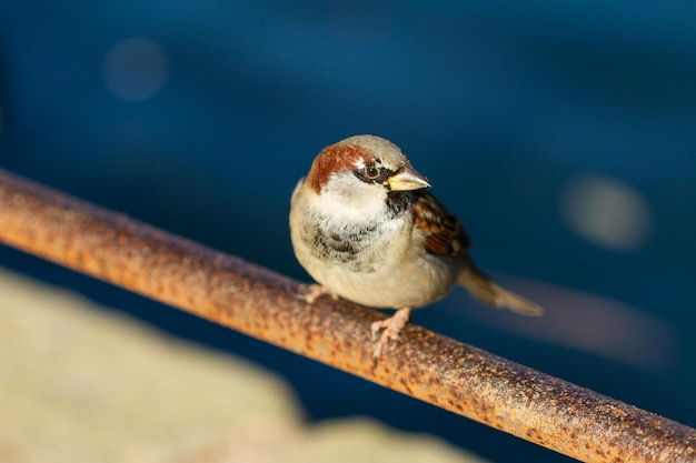 Gratis foto selectieve focusopname van een schattige huismus die op een metalen buis zit