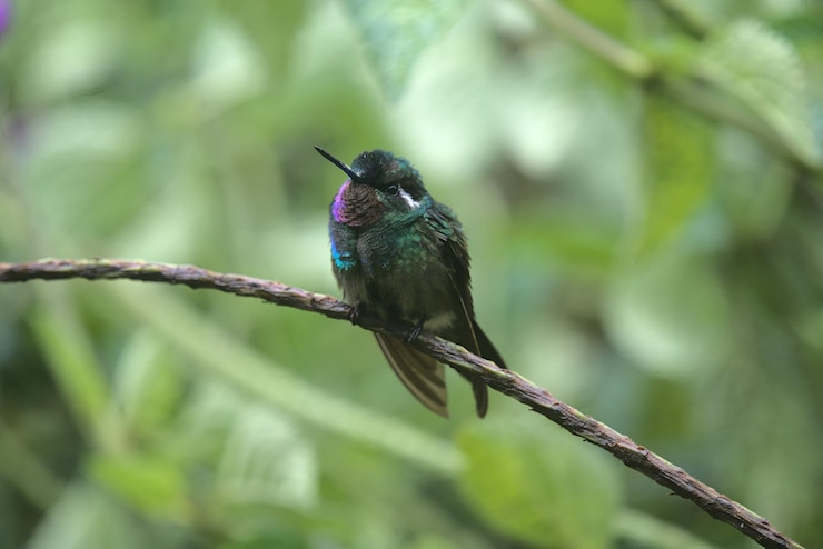 Gratis Foto selectieve focusopname van een schattige paars-throated sunangel-vogel die op het takje zit