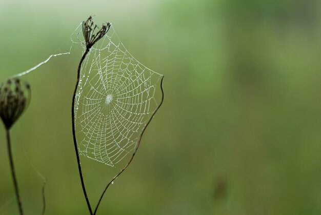 Selectieve focusopname van een spinnenweb op een droge bloem