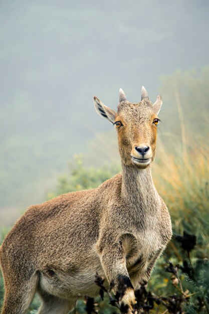 Selectieve focusopname van een steenbok die naar de camera kijkt