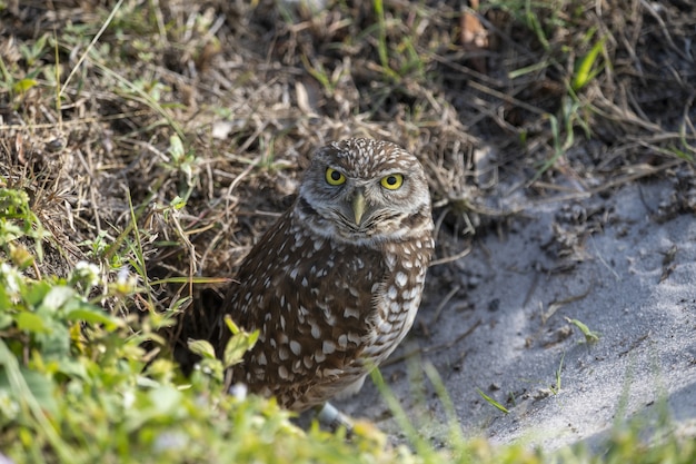 Gratis foto selectieve focusopname van een uil die naar voren kijkt