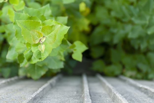 Gratis foto selectieve focusopname van groene bladeren op een betonnen ondergrond