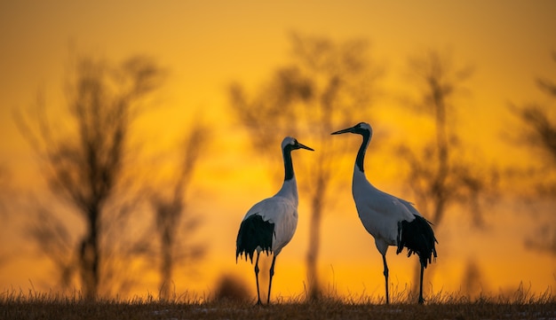 Gratis foto selectieve focusopname van twee roodgekroonde kraanvogels in een veld bij zonsopgang in kushiro, hokkaido