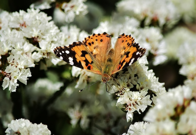 Selectieve focusopname van Vanessa cardui-vlinder die stuifmeel verzamelt op statische bloemen