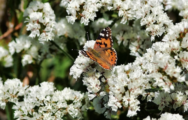 Selectieve focusopname van Vanessa cardui-vlinder die stuifmeel verzamelt op statische bloemen