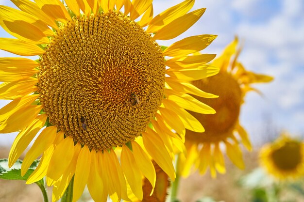 Selectieve focusopname van zonnebloemen in het veld