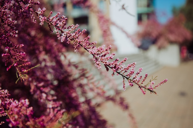 Selectieve opname van een zeer unieke en mooie boom met kleine roze bloemen erop op een zonnige dag