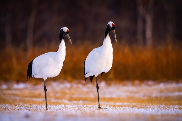 Selectieve opname van twee roodgekroonde kraanvogels in een sneeuwveld in Kushiro, Hokkaido