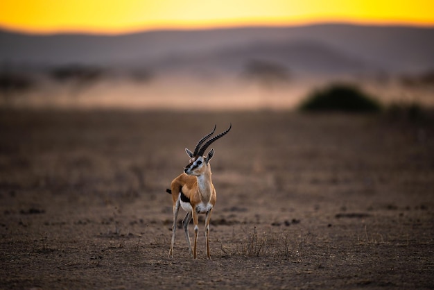 Selectieve scherpstelling van een kleine Grant's gazelle, ook bekend als Nanger granti in Tanzania