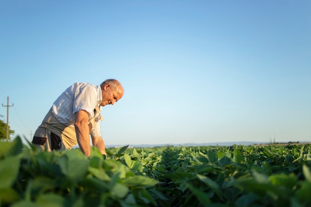 Senior hardwerkende boer agronoom in soja veld gewassen vóór oogst controleren