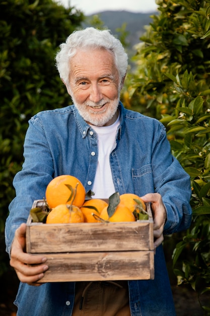 Senior man alleen oogsten van verse sinaasappelbomen