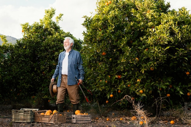 Senior man alleen sinaasappelbomen oogsten