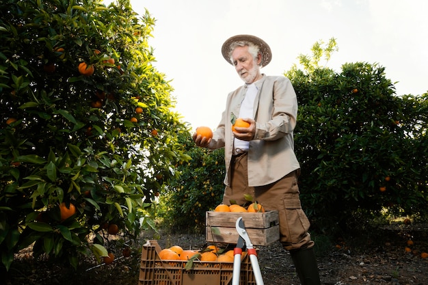 Gratis foto senior man in sinaasappelbomen plantage