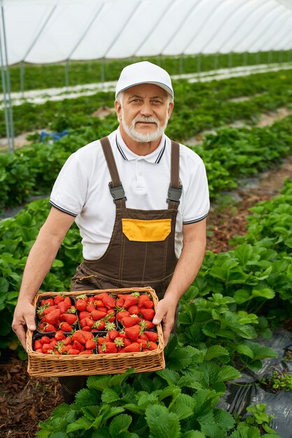 Senior man oogst rijpe rode aardbeien in mand