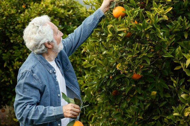 Senior man oogsten sinaasappelbomen