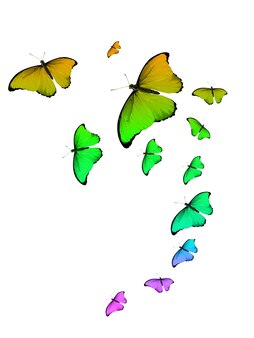 Set van kleur tropische vlinders geïsoleerd op een witte achtergrond