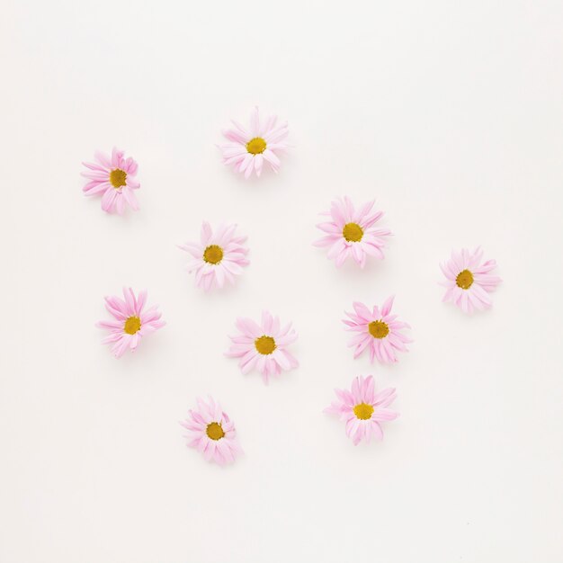 Set van roze daisy bloemknoppen