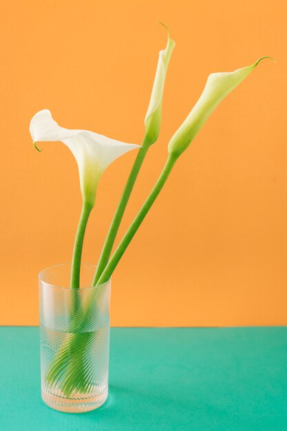 Set van witte bloemen in glas met water