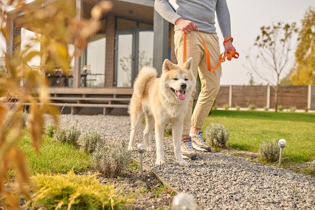 Shiba inu hond aan de lijn en mannelijke benen buitenshuis