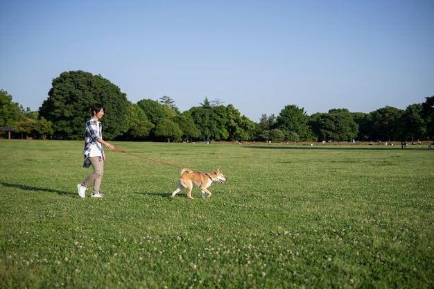 Shiba inu hond aan het wandelen