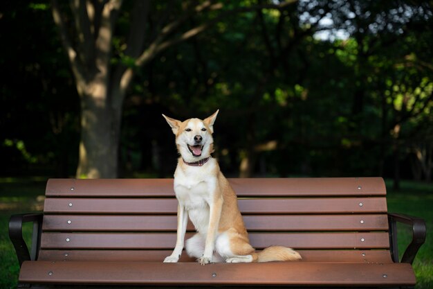 Shiba inu hond aan het wandelen