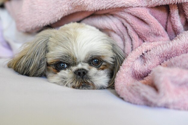 Shih Tzu-puppy die onder een deken op het bed ligt