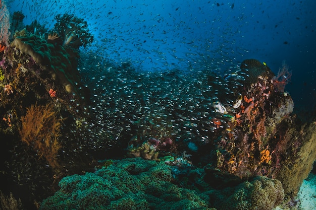 Shoal van tropische vis in hun ecosysteem