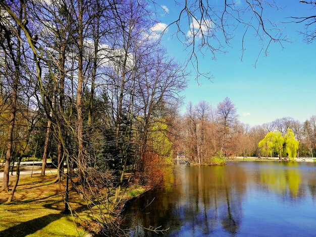 Shot van de bomen naast een vijver in het park van Jelenia Gora, Polen