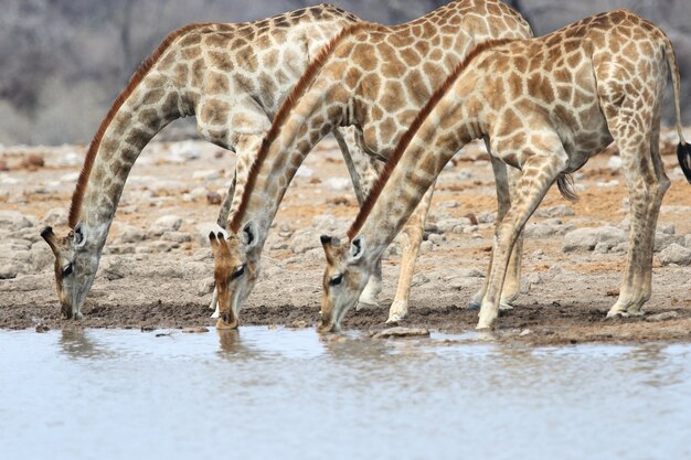 shot van drie giraffen die allemaal samen drinken in een waterput