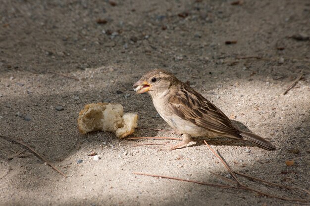 Shot van een kleine mus die een stuk brood eet