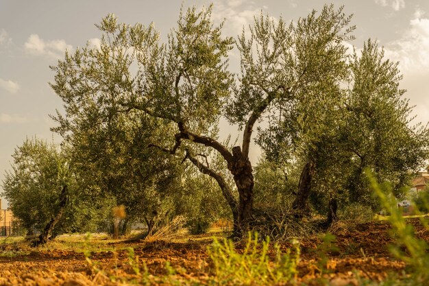 shot van een oude grote boom met kleinere bomen