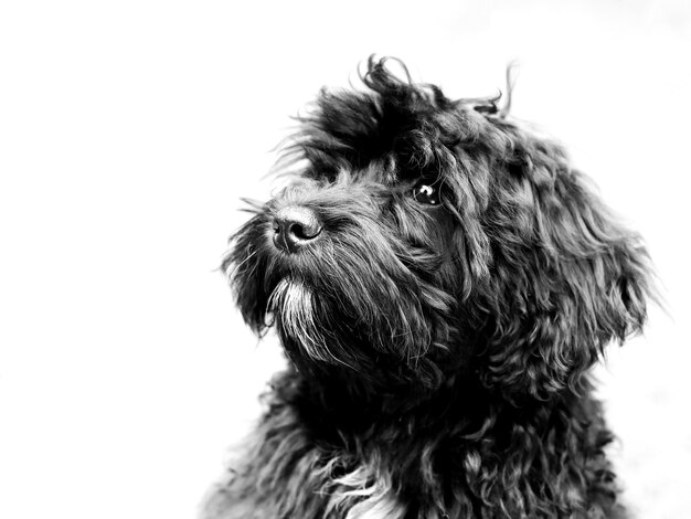 Shot van een schattig zwart Schnoodle-type hond op wit