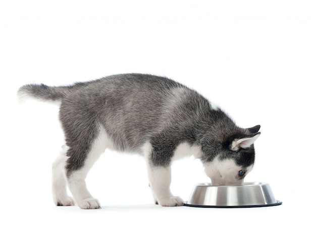 shot van een schattige kleine Siberische husky puppy eten uit een kom op wit wordt geïsoleerd copyspace.