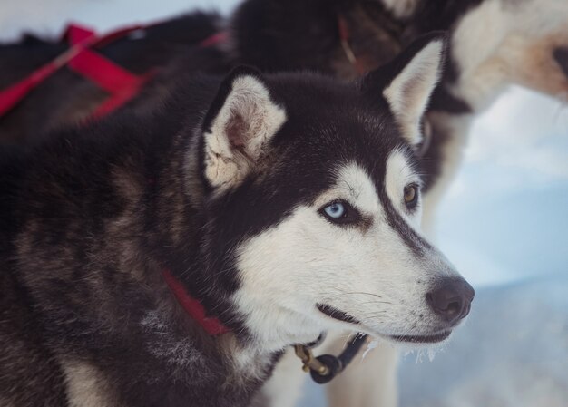 Siberische hond met harnas om de nek