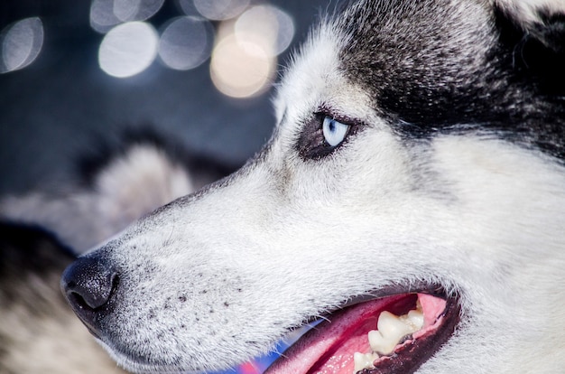 Siberische husky hond met blauwe ogen kijkt naar links.