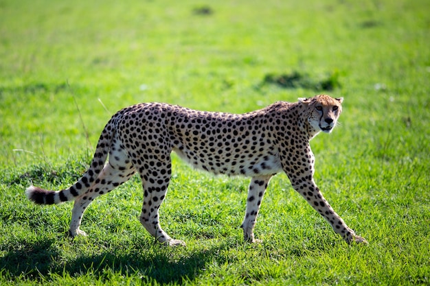 Sierlijke cheetah die op een weide loopt