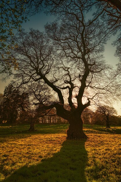 Silhouet van bladloze boom tijdens gouden uur