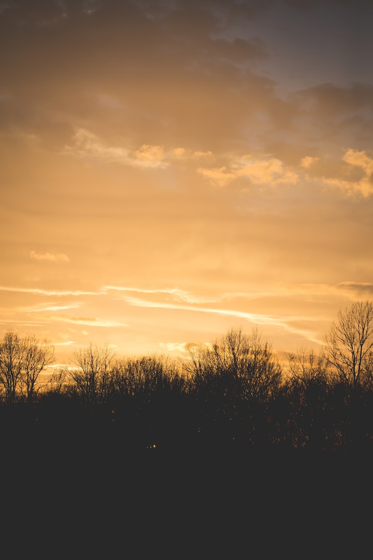 Gratis Foto silhouet van bomen onder een lichtgele hemel in een verticaal schot