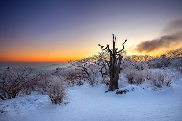 Silhouet van dode bomen, prachtig landschap bij zonsopgang op Deogyusan National Park in de winter, Zuid-Korea