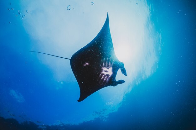 Silhouet van een Manta Ray Soars Overhead