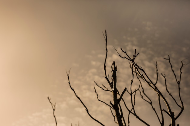 Silhouet van kale boom tegen dramatische hemel